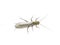 Green stonefly plecoptera trout bait