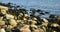 Green Stones in sea grass at Riga Beach