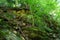 Green stones, stones in moss, background, nature, carpathians, ancient stones, forest stones, forest