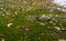 Green stony field with flowers