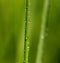 Green Straw Water Drop