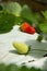 Green Strawberry in Hydroponic Culture