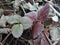 Green strawberry leaves covered with ice crystals, frost on the plants, freeze close-up