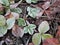 Green strawberry leaves covered with ice crystals, frost on the plants, freeze close-up