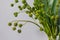 Green strelitzia leaves and european bur reed or sparganium emersum in glass vase on gray background