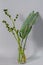 Green strelitzia leaves and european bur reed or sparganium emersum in glass vase on gray background