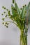 Green strelitzia leaves and european bur reed or sparganium emersum in glass vase on gray background