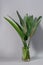 Green strelitzia leaves in glass vase on gray background. Strelitzia retinae foliage. Bird of paradise foliage. Heliconia leaf