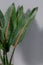 Green strelitzia leaves in glass vase on gray background. Strelitzia retinae foliage. Bird of paradise foliage. Heliconia leaf