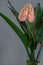 Green strelitzia leaves and one pink anthurium flower in glass vase on gray background. Strelitzia retinae foliage