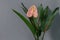 Green strelitzia leaves and one pink anthurium flower in glass vase on gray background. Strelitzia retinae foliage