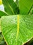 green Strelitzia nicolai leaf texture with raindrops