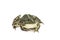 Green striped marsh frog