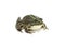 Green striped marsh frog