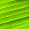 Green striped palm leaf