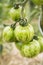 Green striped tomatoes on branch