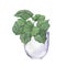 Green stripped leaves house plant in white flowerpot. Watercolor.