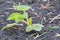 Green strong, healthy, growing strawberry garden shrub, planted in the soil. the view from the side