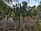 Green and sturdy cacti plants by a house fence