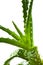 Green succulent aloe medicinal plant isolated on white background in water drops