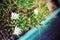 Green succulent cacti bloom with white flowers