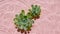 Green succulent flowers on water surface and falling water drops, raindrops waves on pink background. Water splash pink