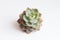 Green succulent Graptoveria Titubans flower rosette, botanic tropical exotic blooming foliage arrangement horticulture