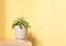 Green succulent houseplant in ceramic flower pot on wooden shelf with shadows on yellow wall. Copy space