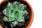 Green succulent, juicy potted houseplant moistened with water, home floriculture