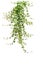 Green succulent leaves hanging climber plant on white b