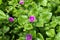Green succulent leaves and small purple flowers mesembryanthemum cordifolium. A succulent plant that is used in landscaping