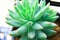 The green succulent plant
