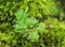 Green succulent plant against the background of moss