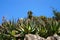 Green succulent plant. Aloe nobilis grown on a hill