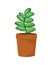 Green succulent plant in a braun pot vector illustration isolate