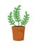 Green succulent plant in a braun pot vector illustration isolate