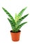 Green succulent plant in flowerpot