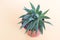 A green succulent plant, a homemade aloe plant