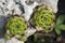 Green succulent plants