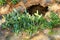 Green succulent plants growing in dry mountain soil outdoors in nature during summer. Lush and vibrant foliage in a