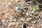 Green succulent plants with leaves, and pine needles