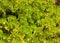 Green succulent plants texture