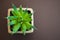 Green succulent in pot on the dark brown background. Home plant, flat lay, copy space