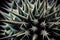 Green succulent thorn bush sharp needle magnified macro ,generative AI