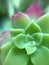 Green succulent type Italian flower macro closeup