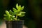 Green succulent type plant in a pot with blurred background