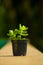 Green succulent type plant in a pot with blurred background
