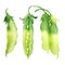 Green sugar snap peas, fresh sweet pea pod, open and closed, ripe organic vegetable, close-up, vegetarian food, package