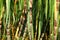 Green sugarcane