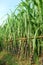 Green sugarcane